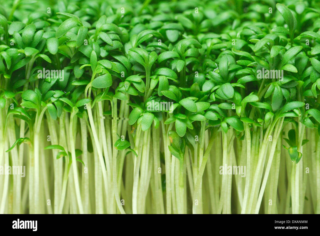 Garden Cress Stock Photo