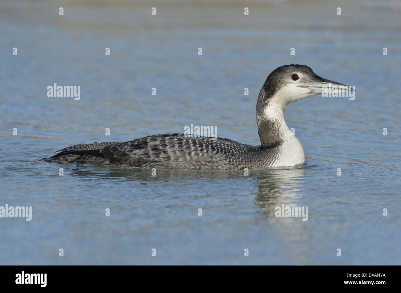 Great Northern Diver Gavia immer Stock Photo