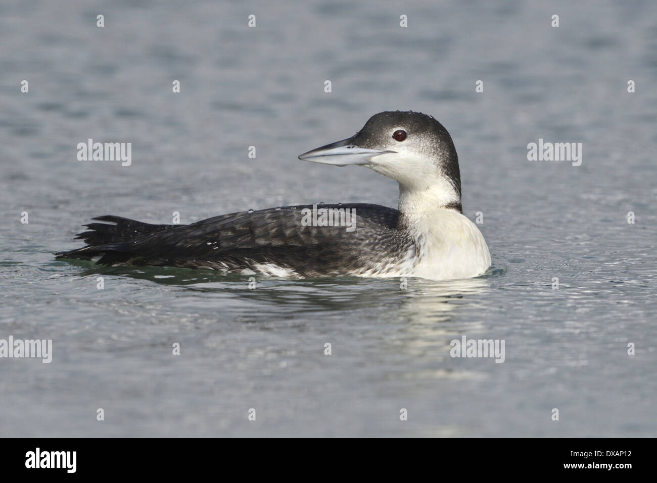 Great Northern Diver Gavia immer Stock Photo