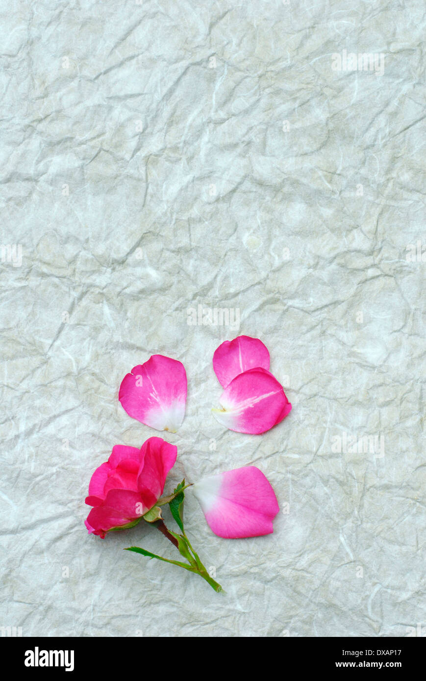 Rose petals hi-res stock photography and images - Alamy
