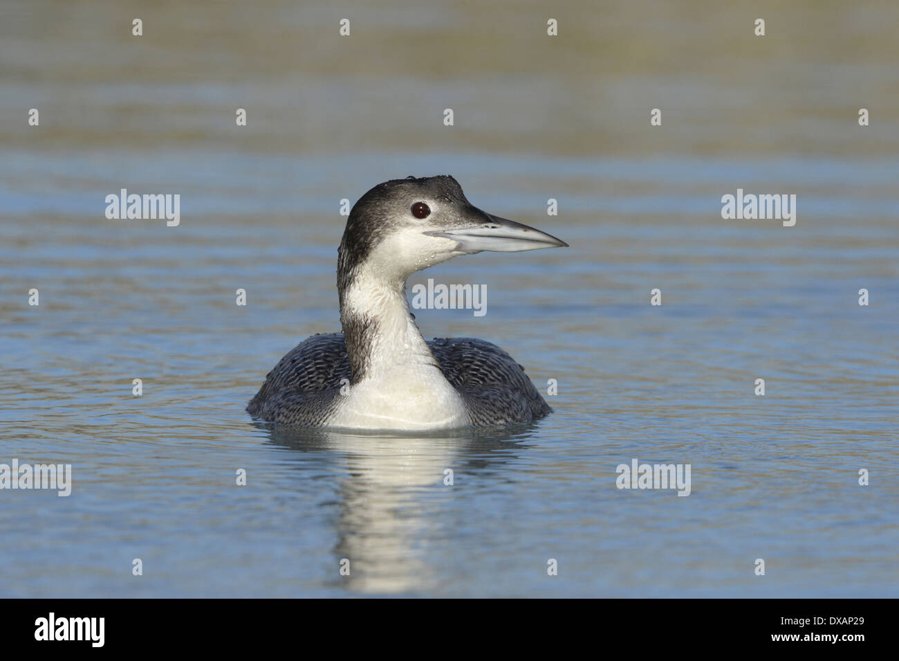 Great Northern Diver Gavia immer Stock Photo