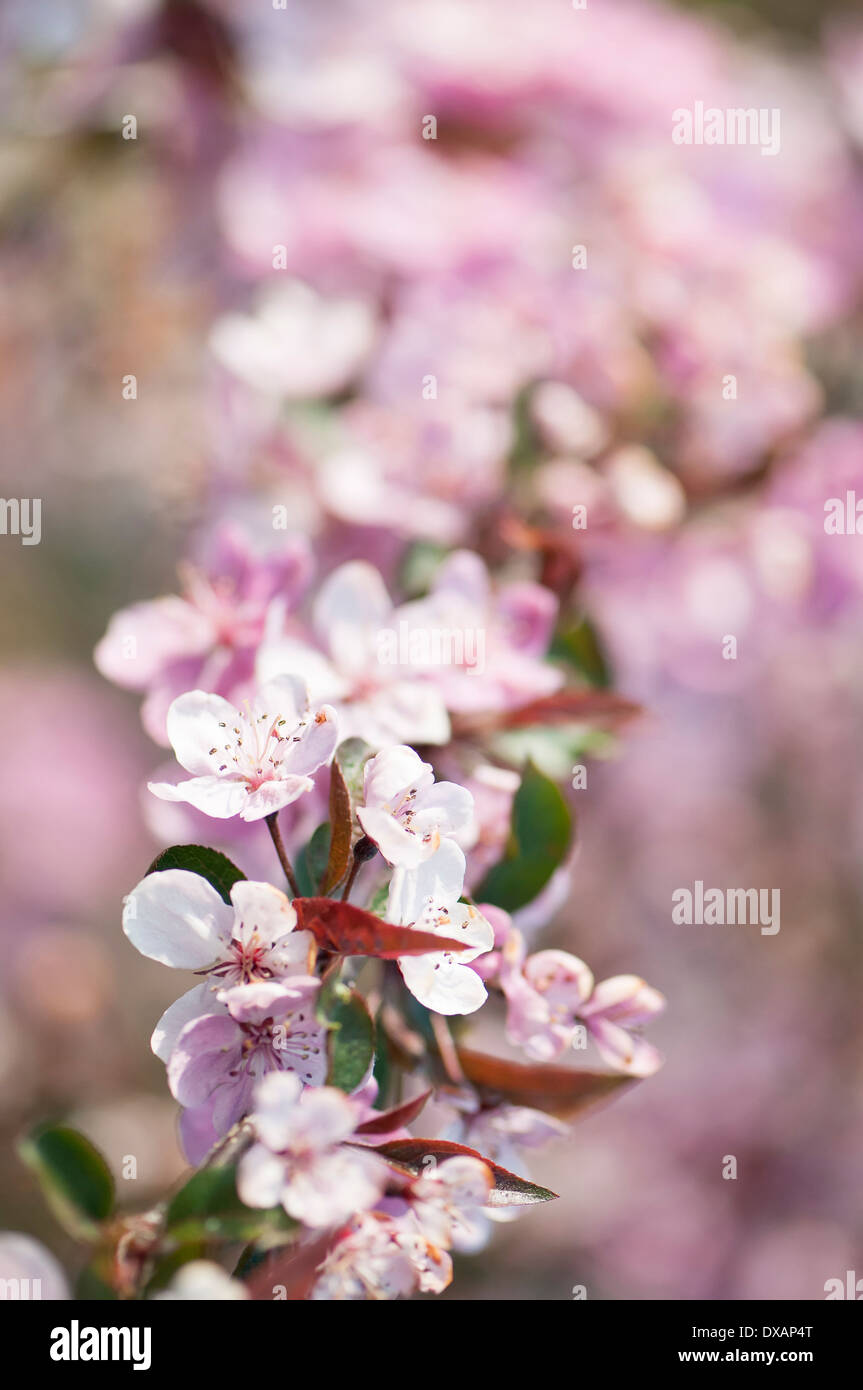 Crab apple, Malus 'Cardinal', branch covered in pink blossoms. Stock Photo