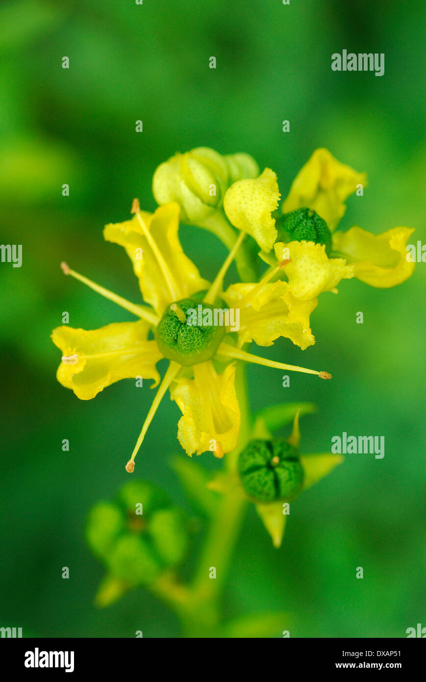 Rue, Herb of Grace Stock Photo Alamy