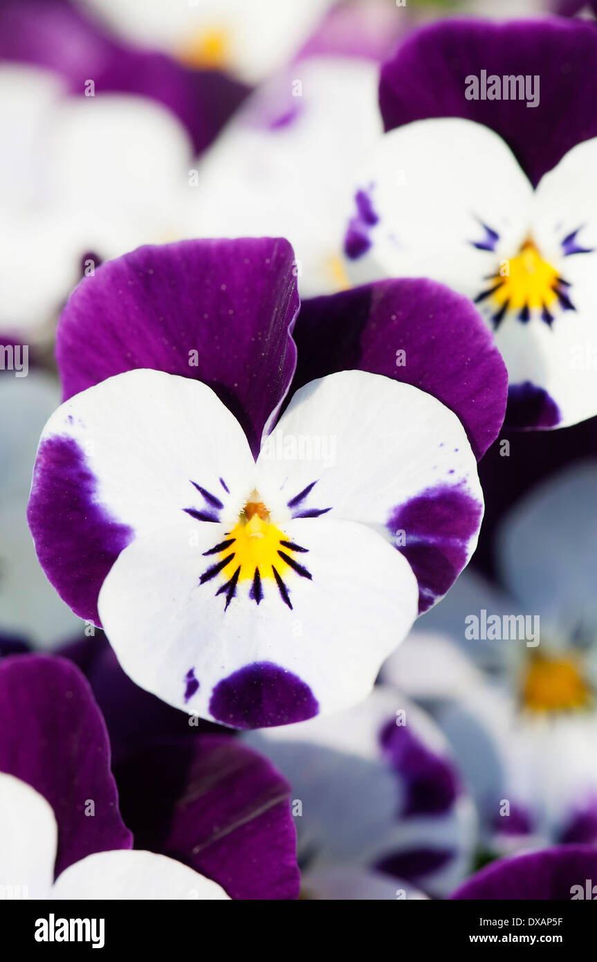 several-large-pale-flowers-hi-res-stock-photography-and-images-alamy