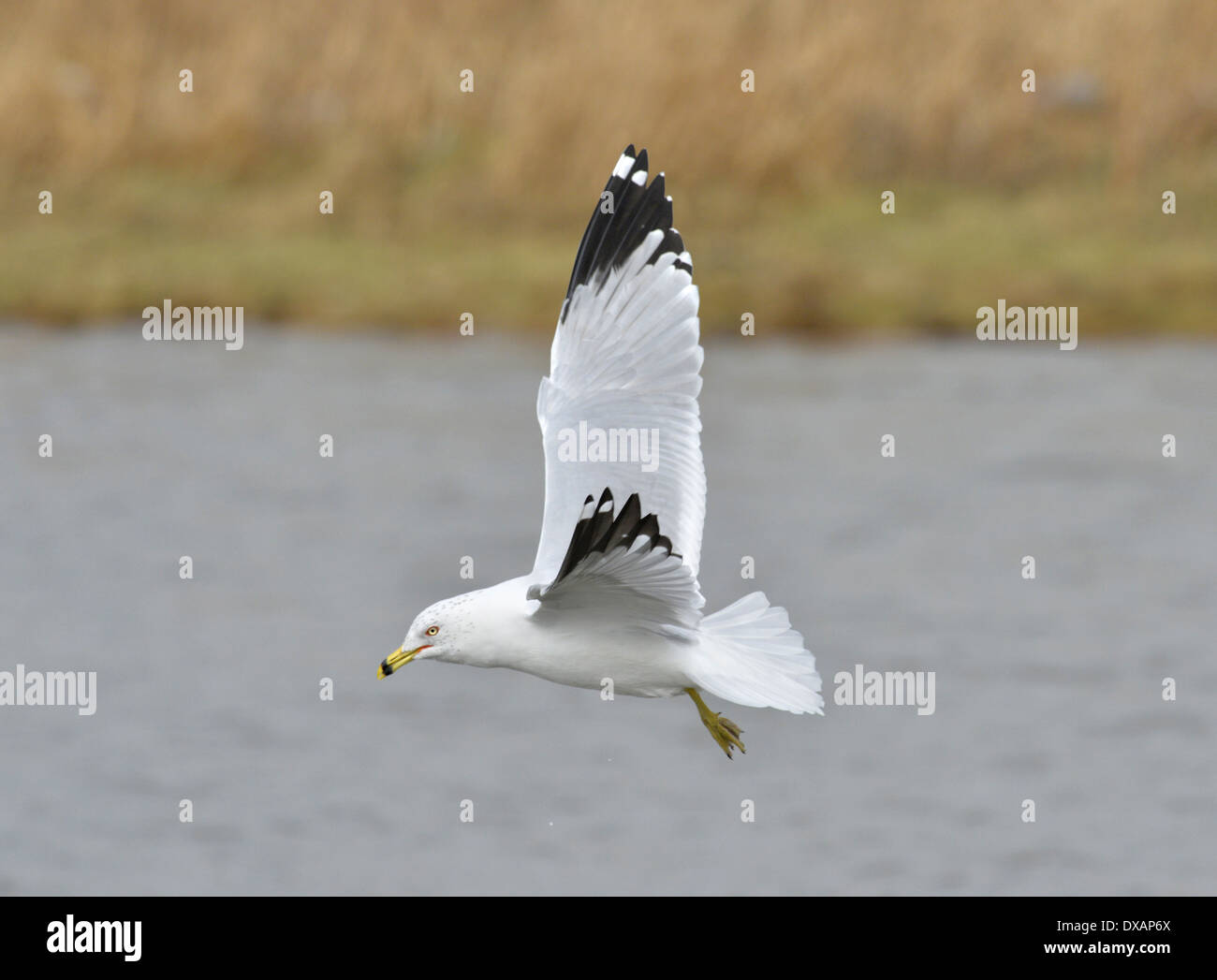 Ring-billed Gull Larus delawarensis - Winter Adult Stock Photo