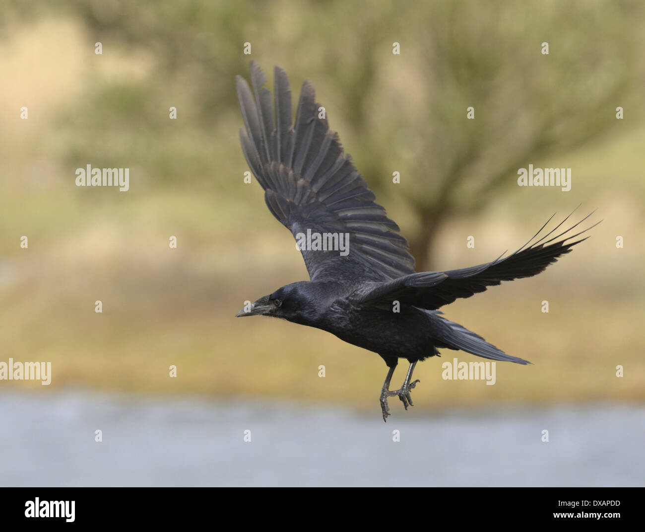 Rook flying hi-res stock photography and images - Alamy