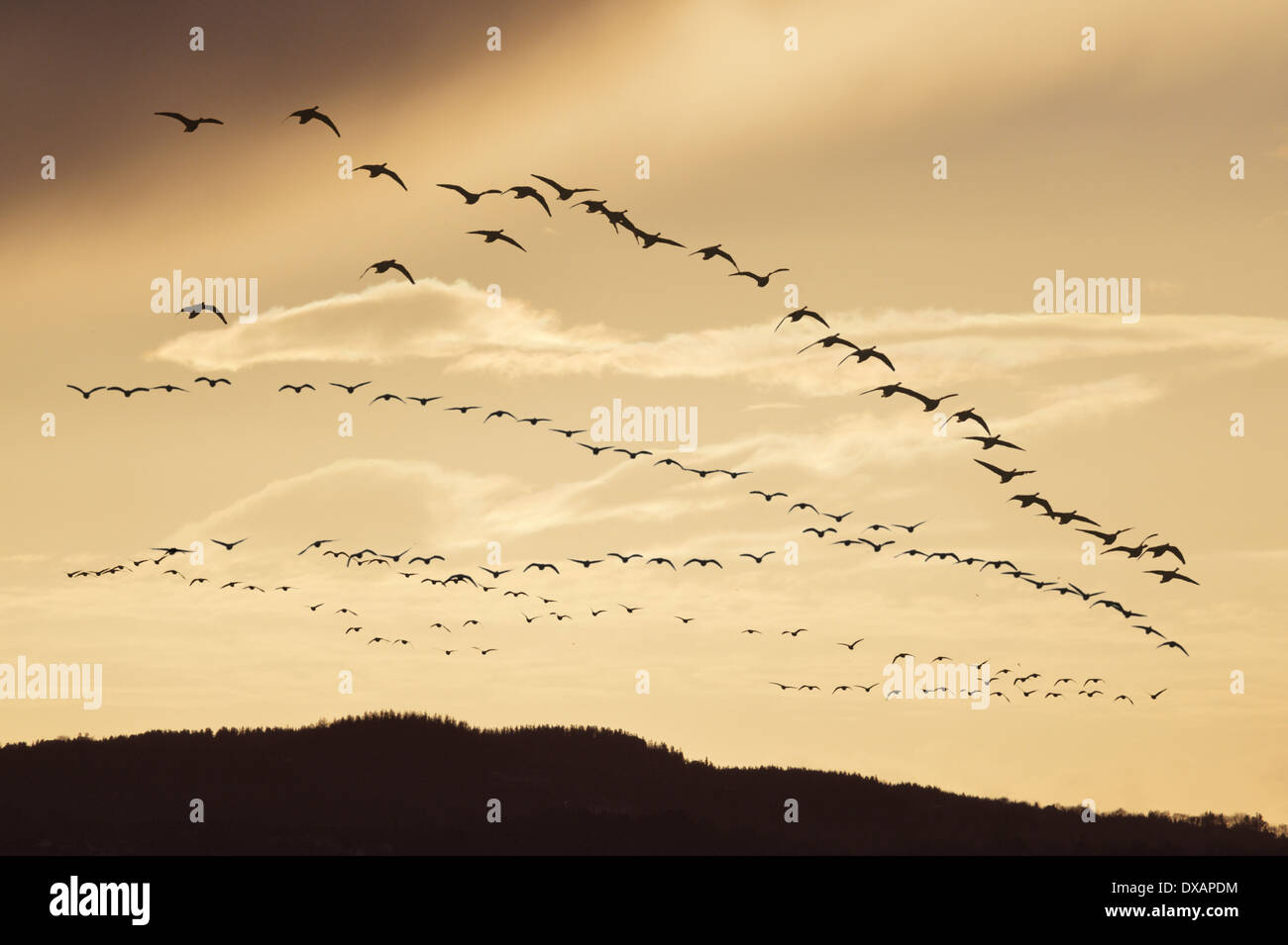 Greenland White-fronted Goose - Anser albifrons flavirostris. Stock Photo