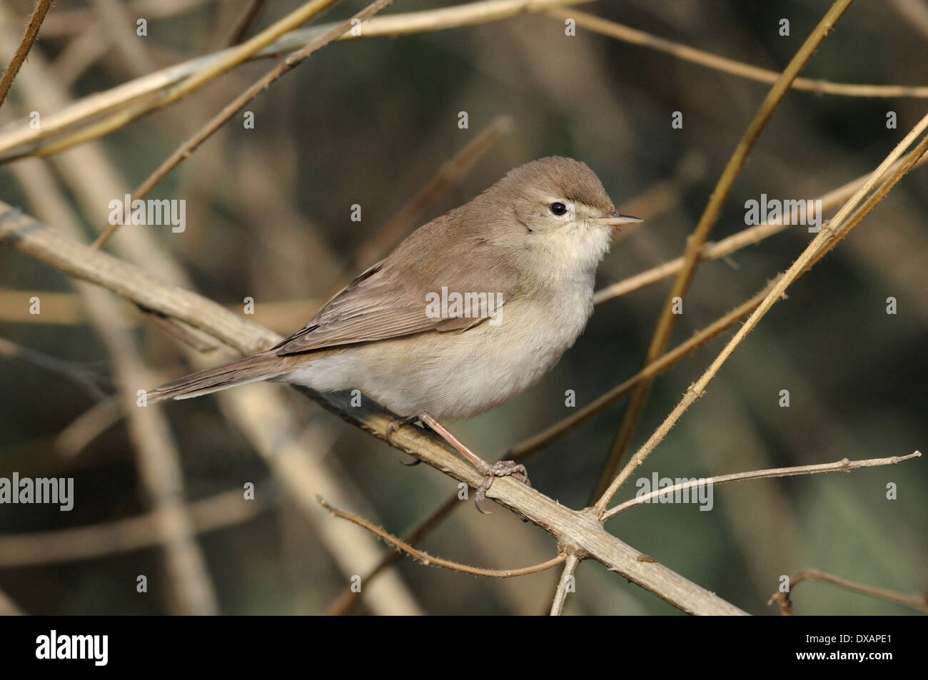 Booted Warbler - Iduna caligata Stock Photo - Alamy