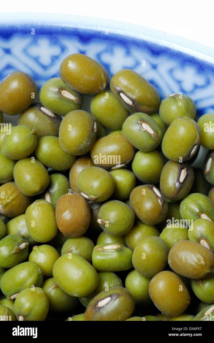 Phaseolus mungo hires stock photography and images Alamy