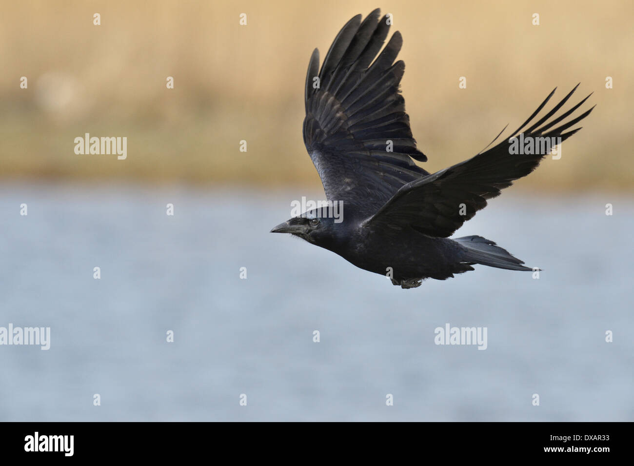Rook Corvus frugilegus - Immature. Stock Photo