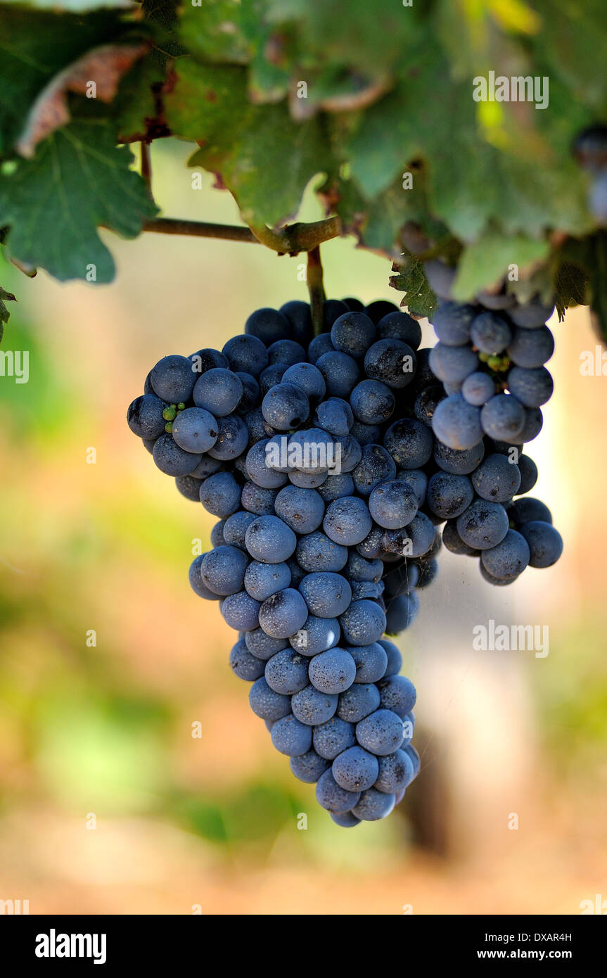 grapes for italian wines Stock Photo Alamy