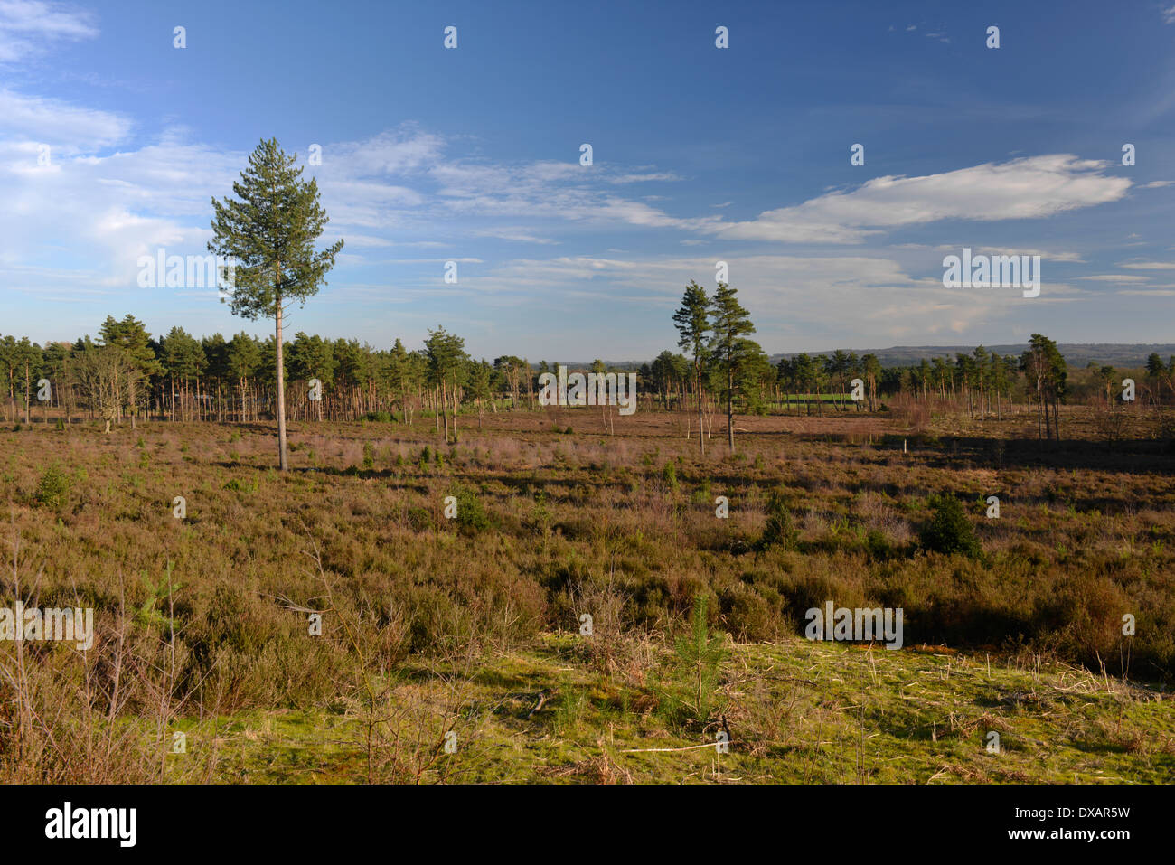 Farnham Heath RSPB Nature Reserve Surrey Stock Photo Alamy