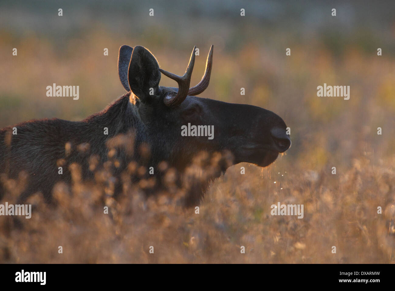 Eurasian Elk bull (Alces alces) in evening light. Europe, Estonia Stock Photo