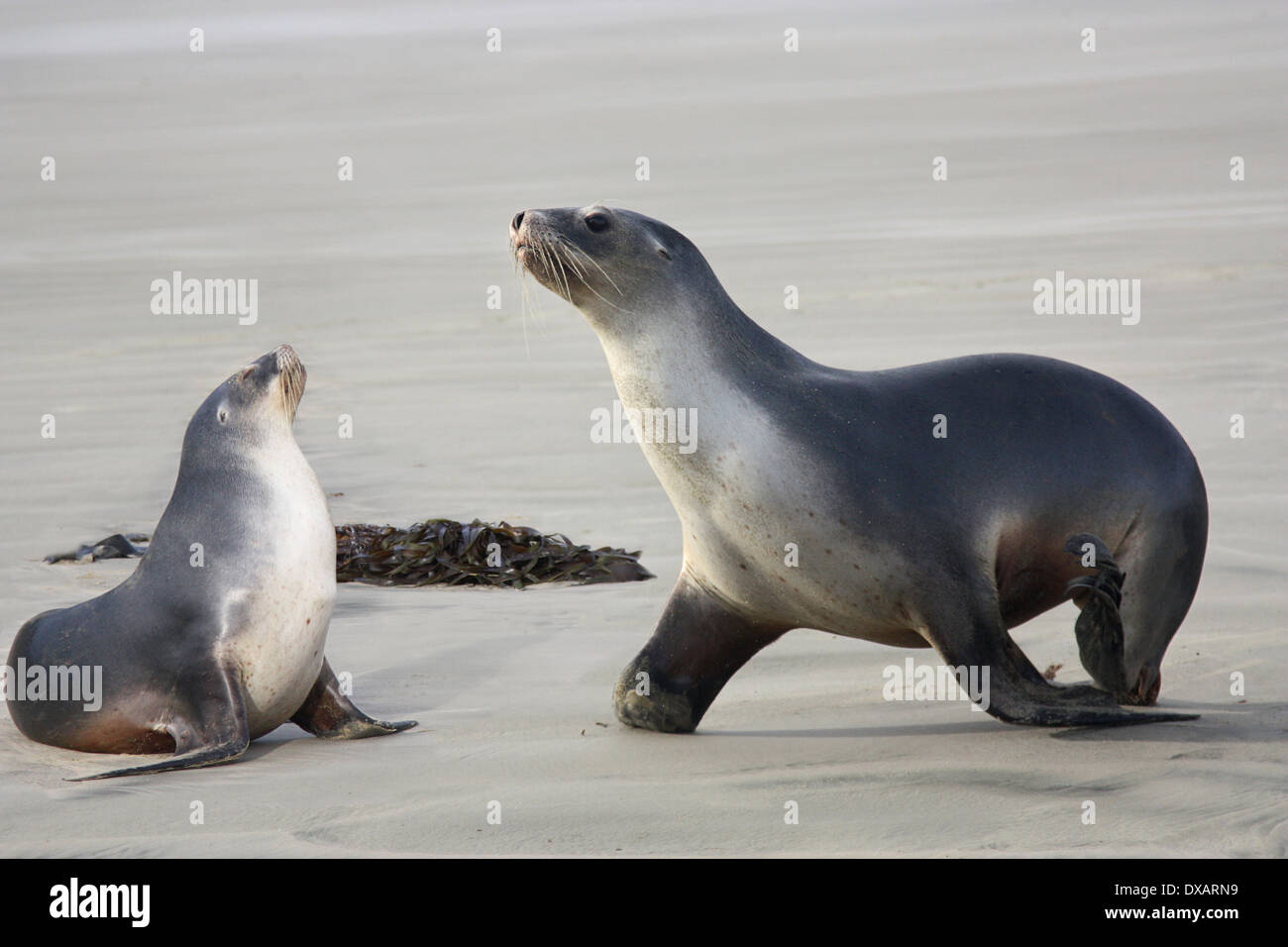 two cute sea lions on the beach Stock Photo