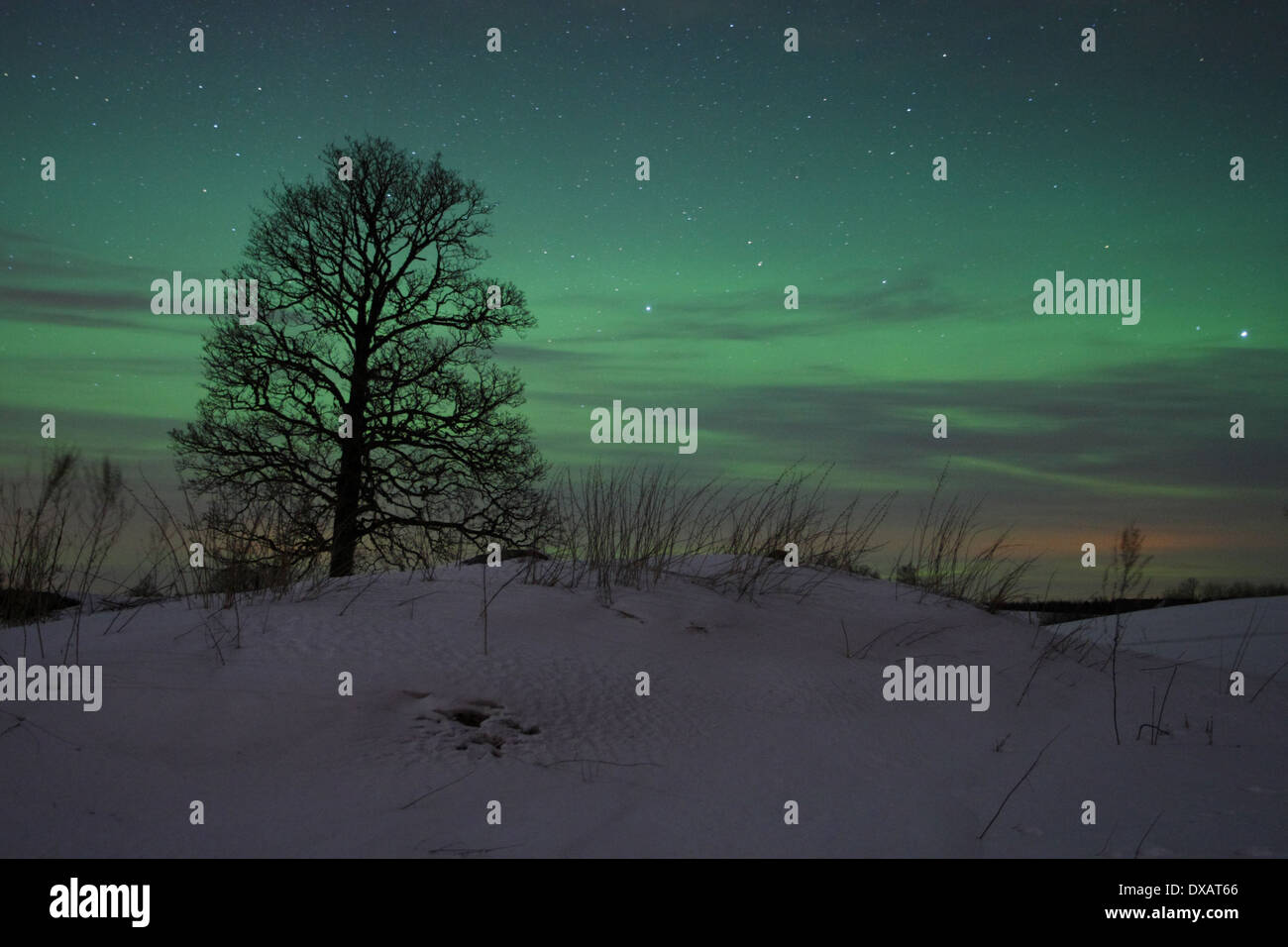 Tree with Northern lights (Aurora Borealis) in the sky Stock Photo - Alamy