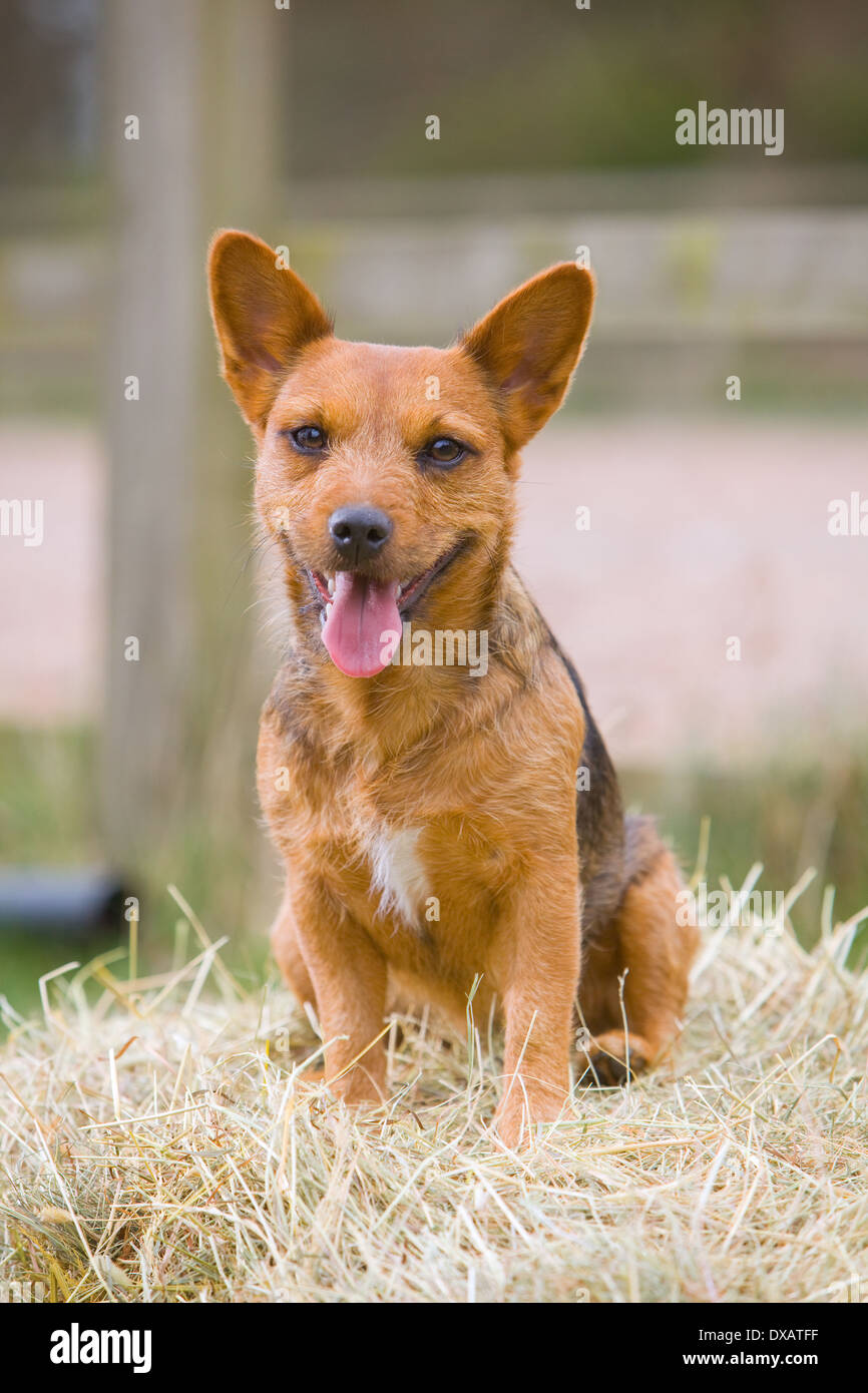 A 20 month old Red and Black Patterdale Terrier dog Stock Photo