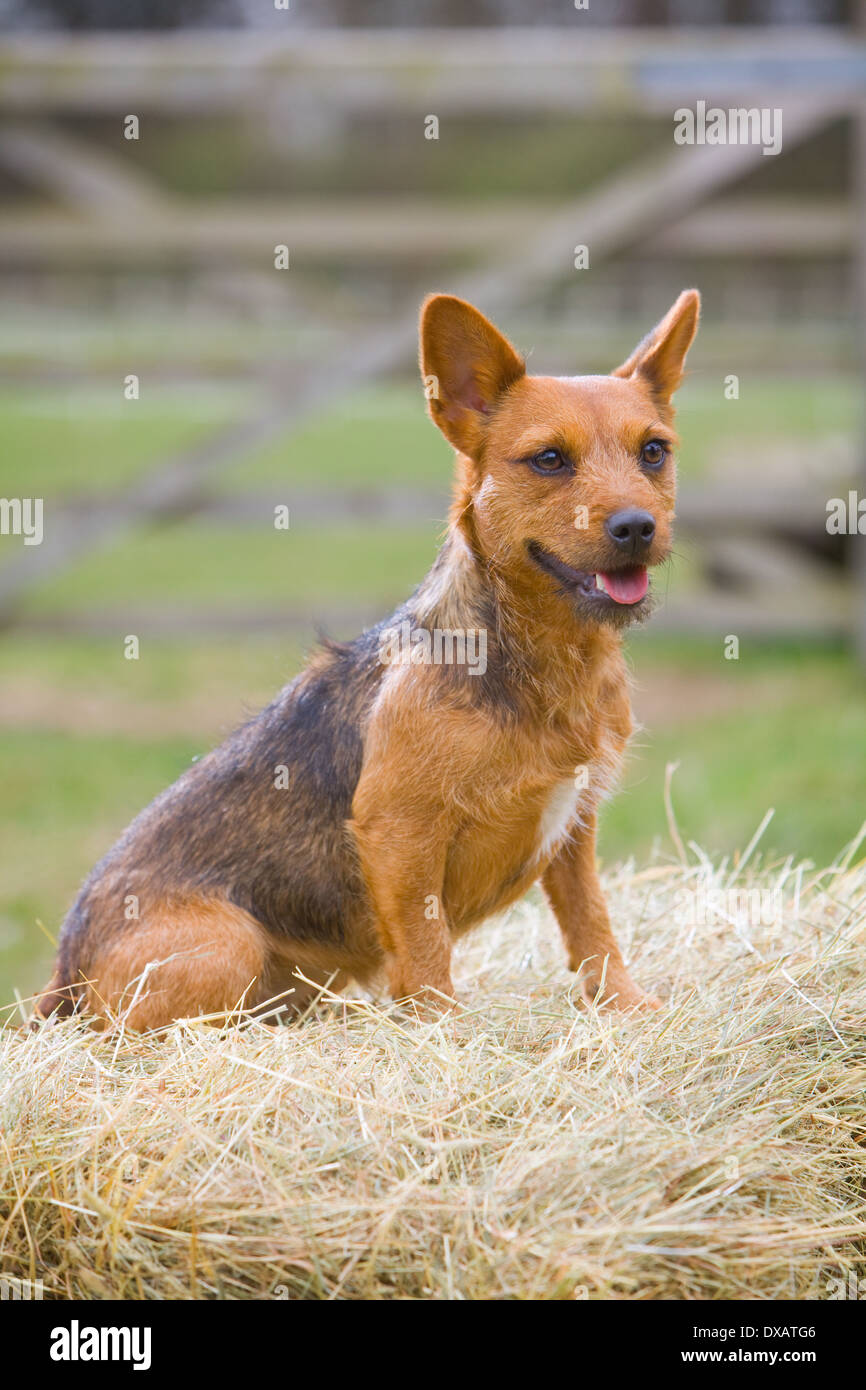 A 20 month old Red and Black Patterdale Terrier dog Stock Photo