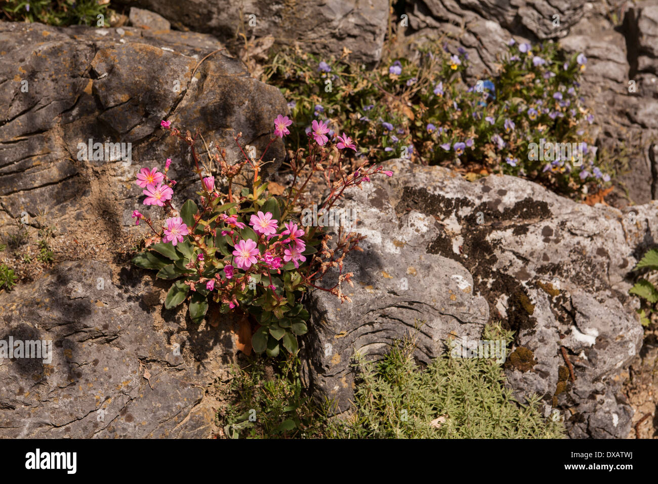 Flowering plant on rockery Stock Photo Alamy