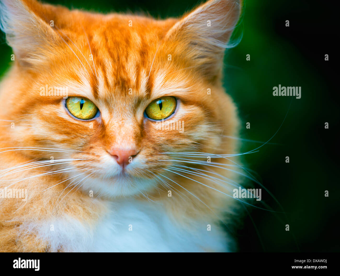 Ginger cats hires stock photography and images Alamy