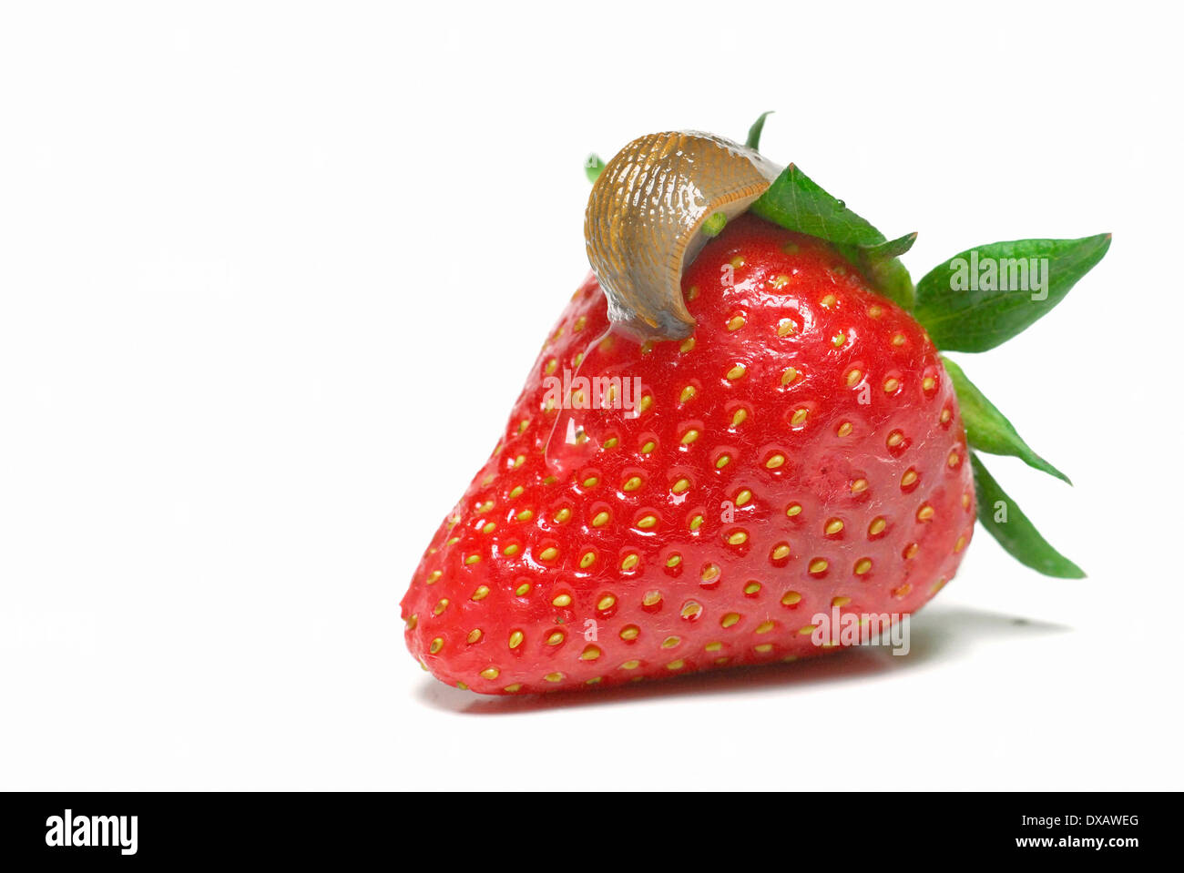 Slug on Strawberry Stock Photo - Alamy