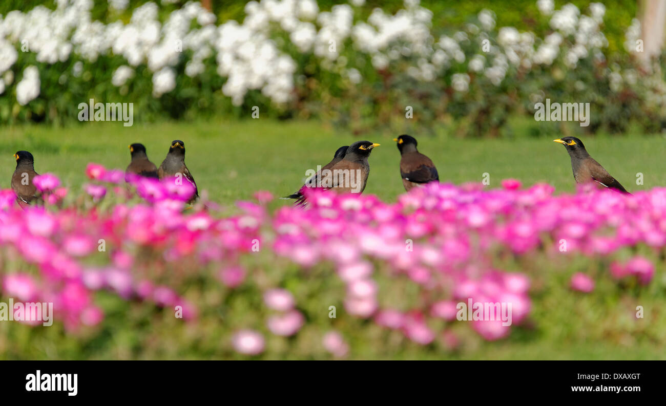 Common myna and flowerbed Stock Photo