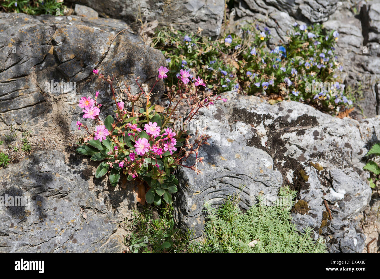 Flowers on rockery Stock Photo - Alamy