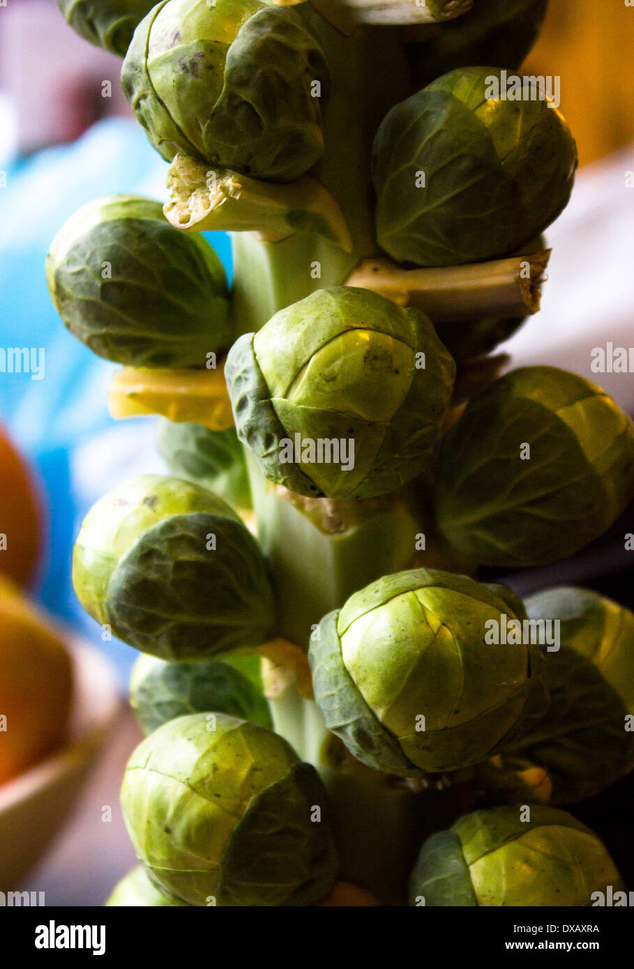 Brussels Sprouts on a stalk Stock Photo Alamy