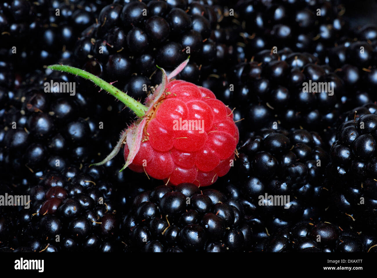 Raspberry and Blackberry Stock Photo