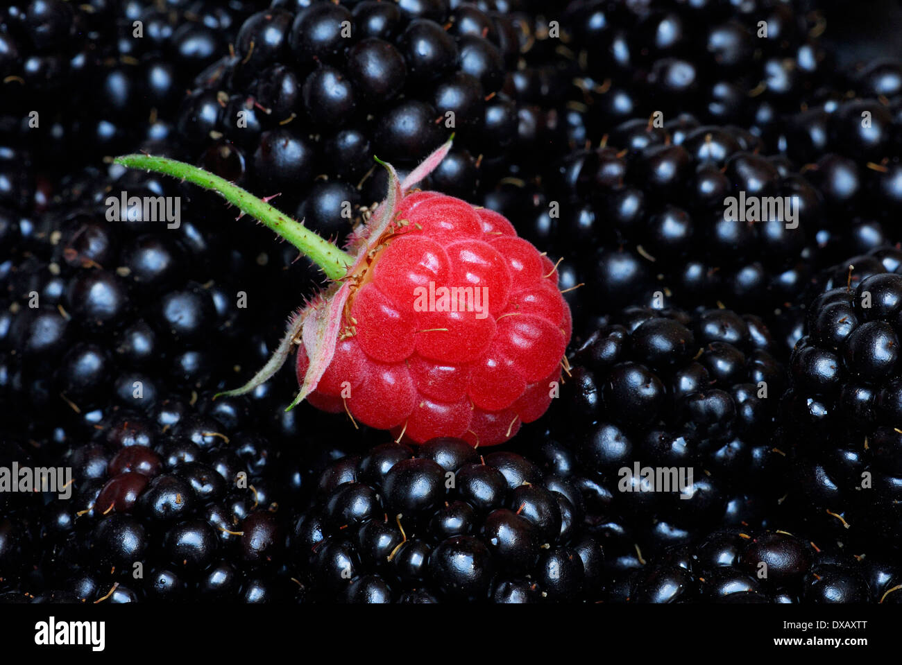Raspberry and Blackberry Stock Photo Alamy