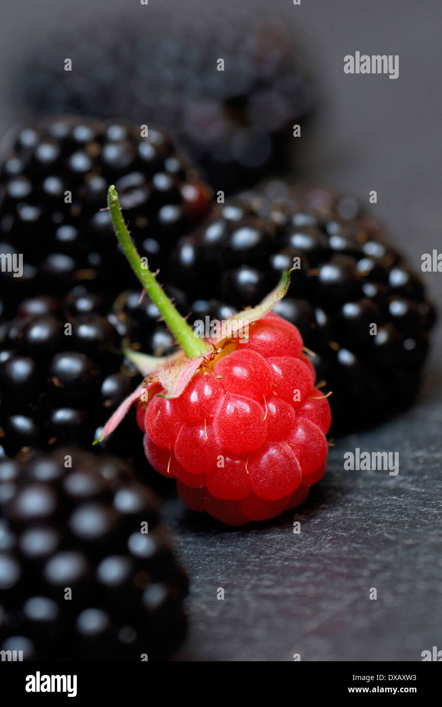 Raspberry and Blackberry Stock Photo Alamy