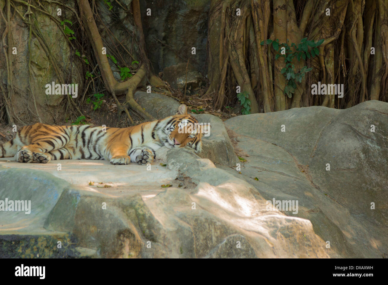 Thailand. Southeast Asia. Natural scenery. Exotic Flora and Fauna Stock ...