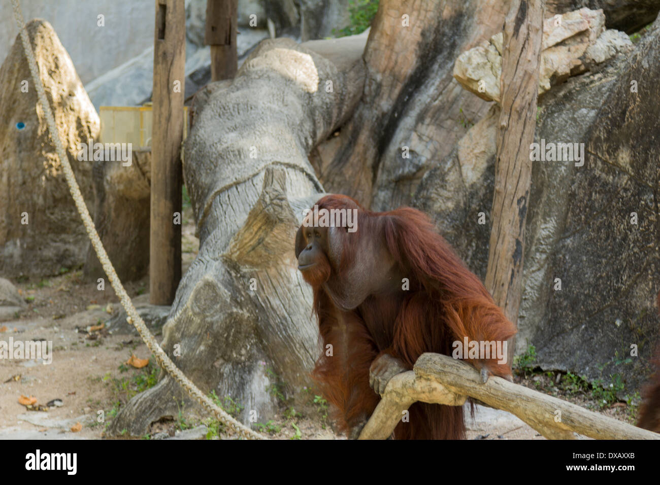 Thailand. Southeast Asia. Natural scenery. Exotic Flora and Fauna Stock ...