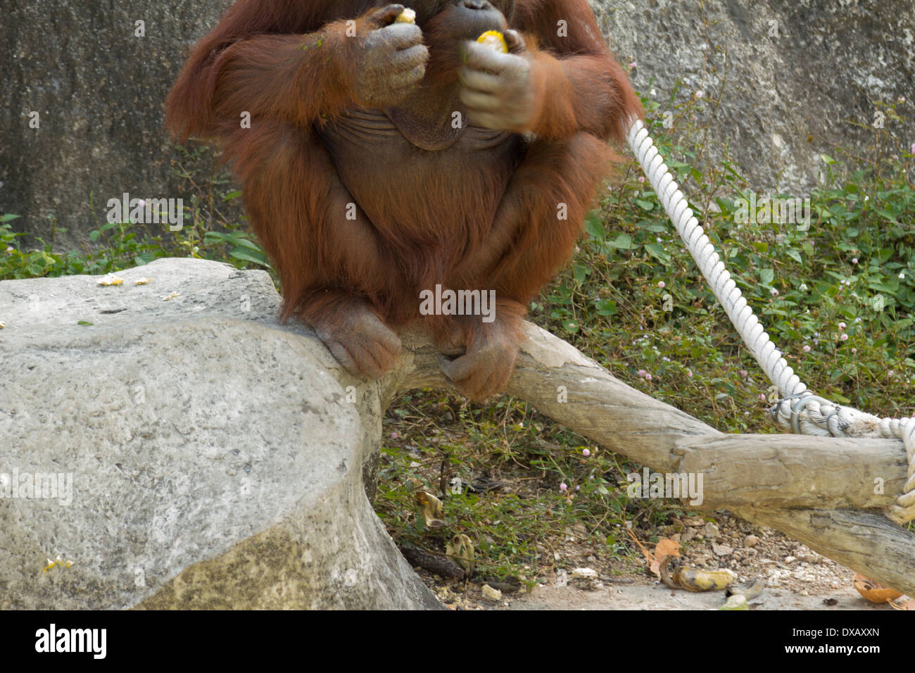 Thailand. Southeast Asia. Natural scenery. Exotic Flora and Fauna Stock ...
