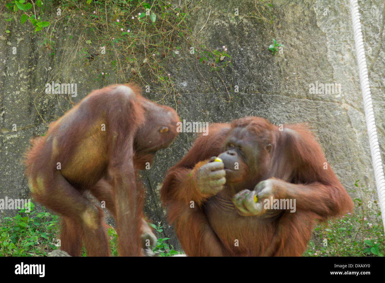 Thailand. Southeast Asia. Natural scenery. Exotic Flora and Fauna Stock ...