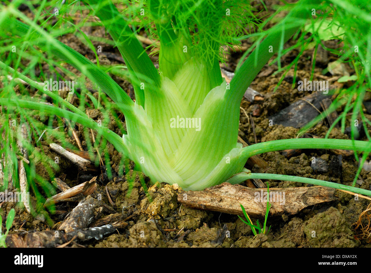 Florence fennel hires stock photography and images Alamy