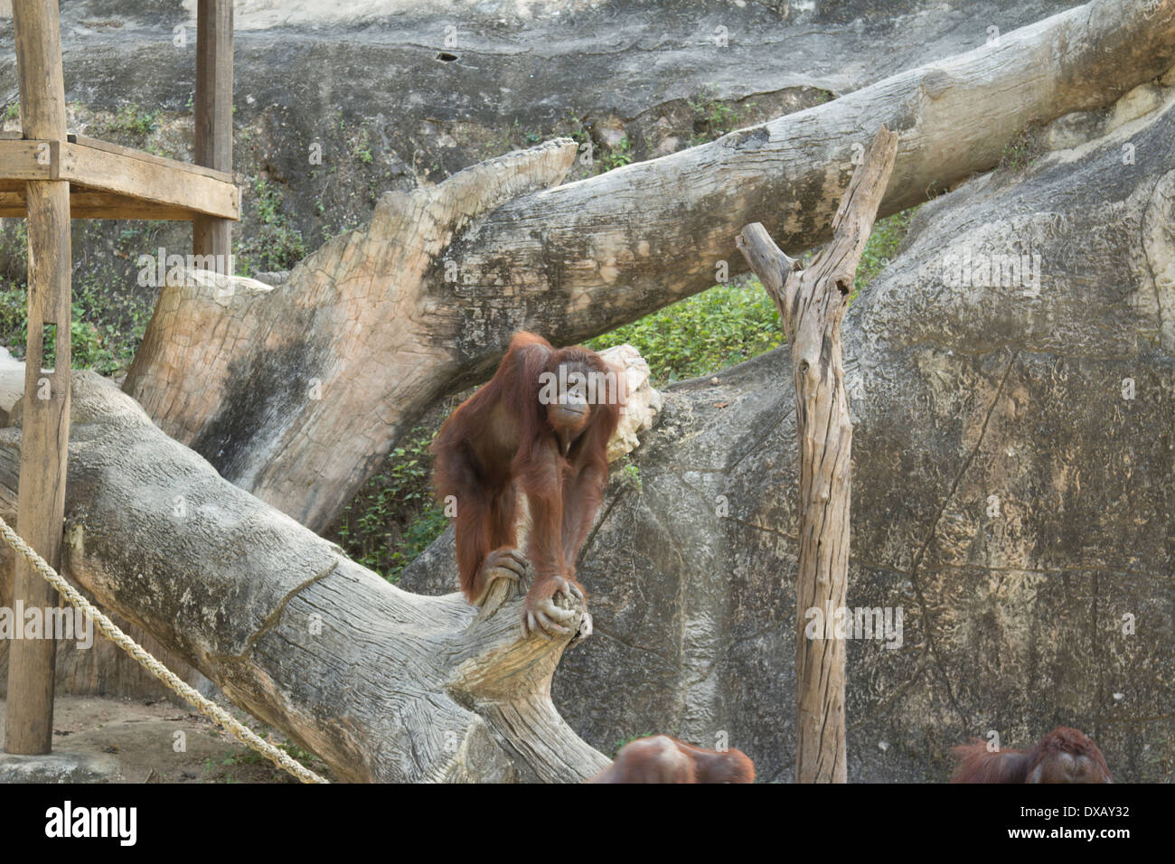 Thailand. Southeast Asia. Natural scenery. Exotic Flora and Fauna Stock ...