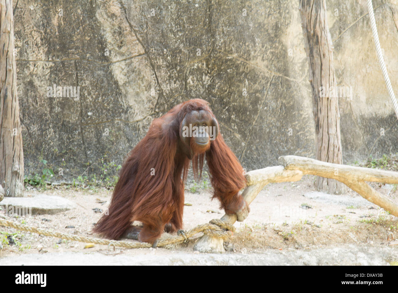 Thailand. Southeast Asia. Natural scenery. Exotic Flora and Fauna Stock ...