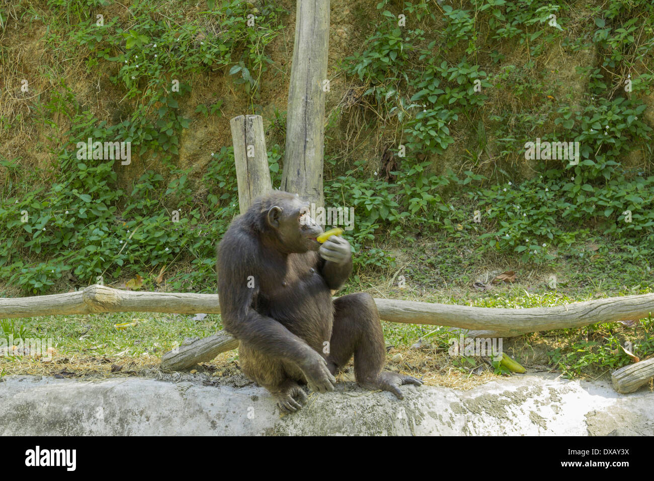 Thailand. Southeast Asia. Natural scenery. Exotic Flora and Fauna Stock ...