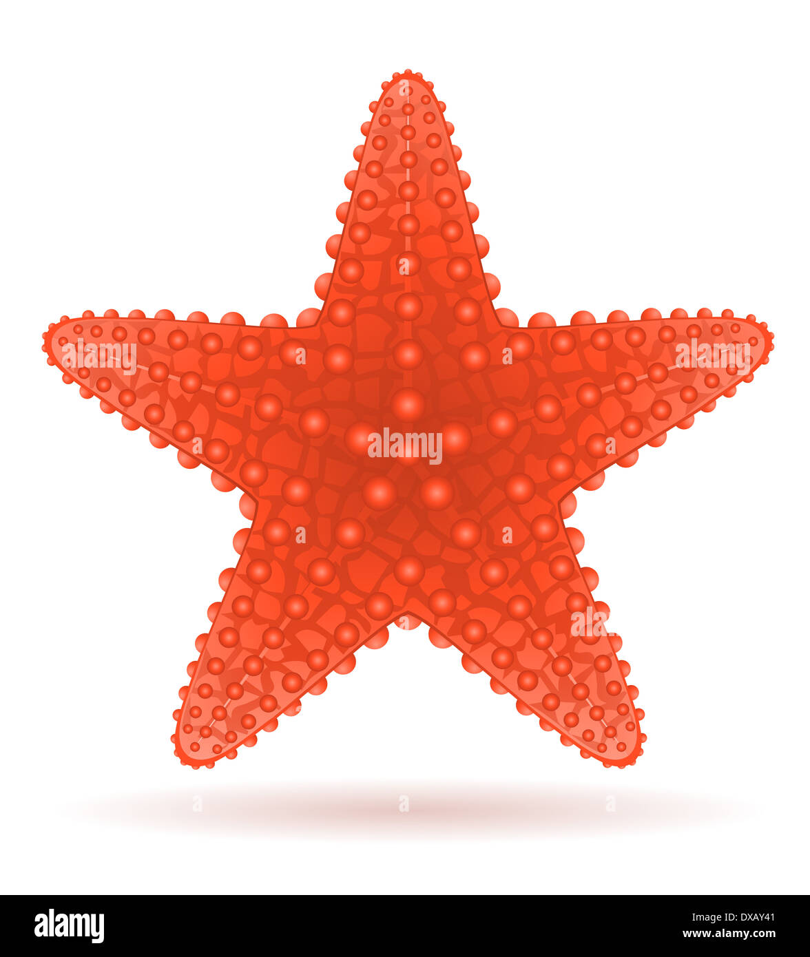 starfish illustration isolated on white background Stock Photo - Alamy