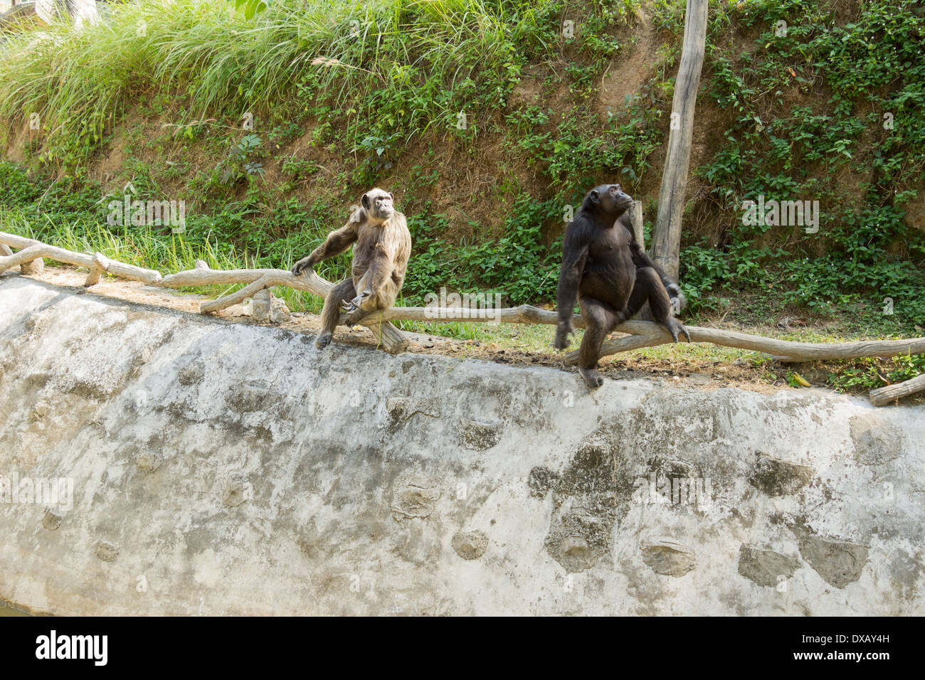 Thailand. Southeast Asia. Natural scenery. Exotic Flora and Fauna Stock ...