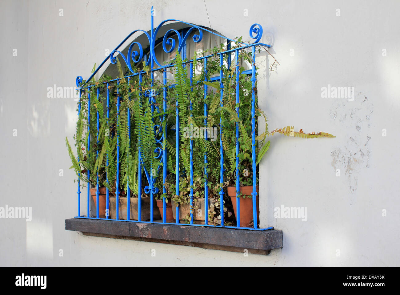 Ferns behind blue railings in a window in the Colonia Condesa, Mexico City, Mexico Stock Photo