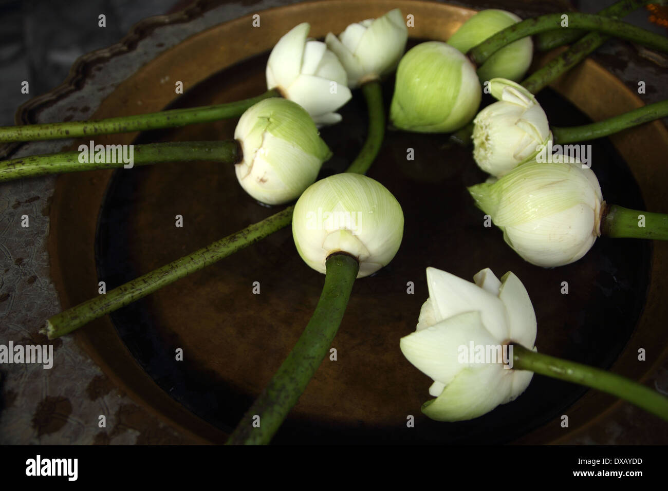Asian flora hi-res stock photography and images - Alamy