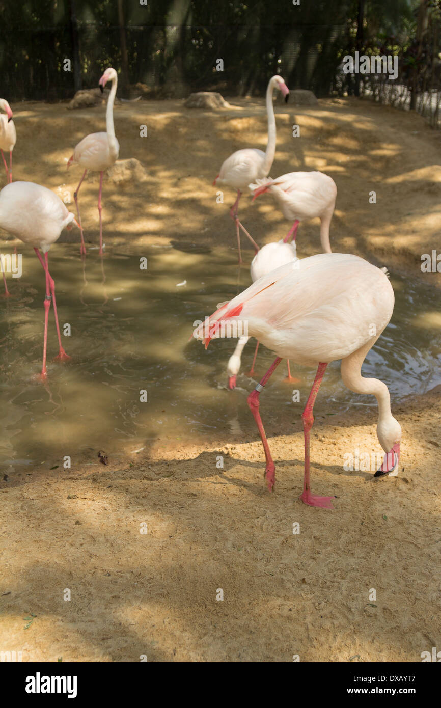 Thailand. Southeast Asia. Natural scenery. Exotic Flora and Fauna Stock ...