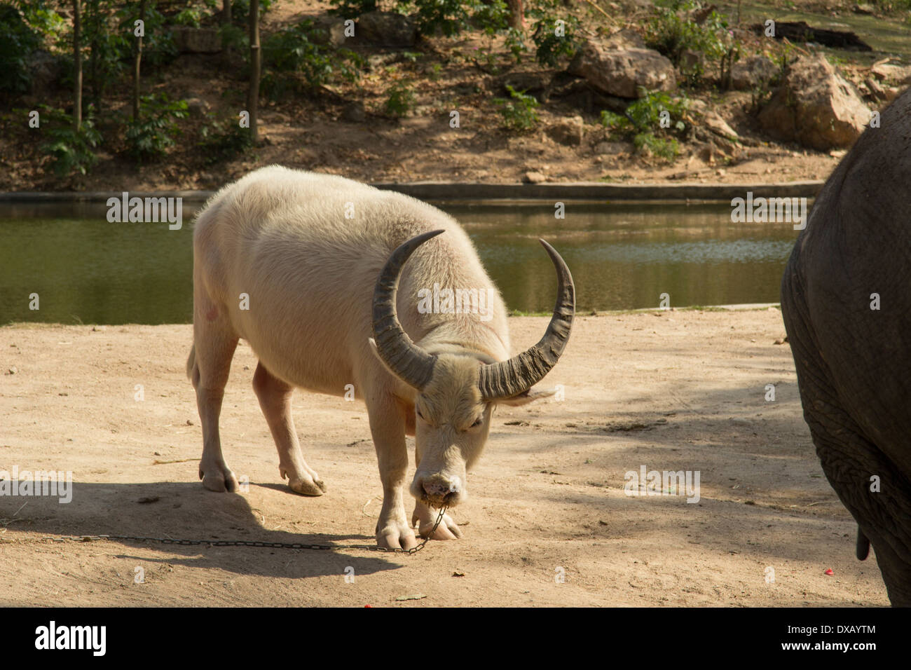 Thailand. Southeast Asia. Natural scenery. Exotic Flora and Fauna Stock ...