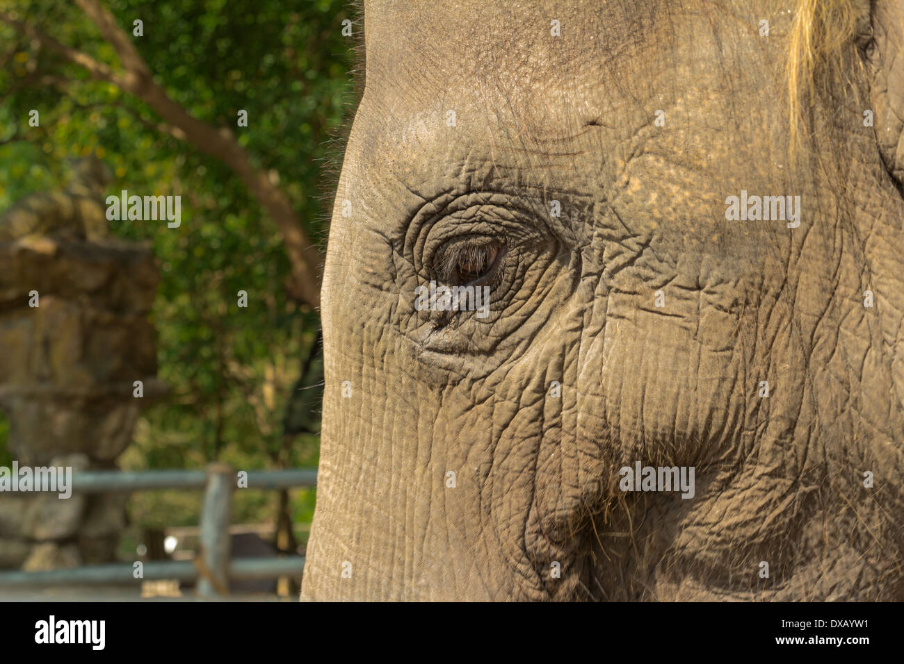 Thailand. Southeast Asia. Natural scenery. Exotic Flora and Fauna Stock ...