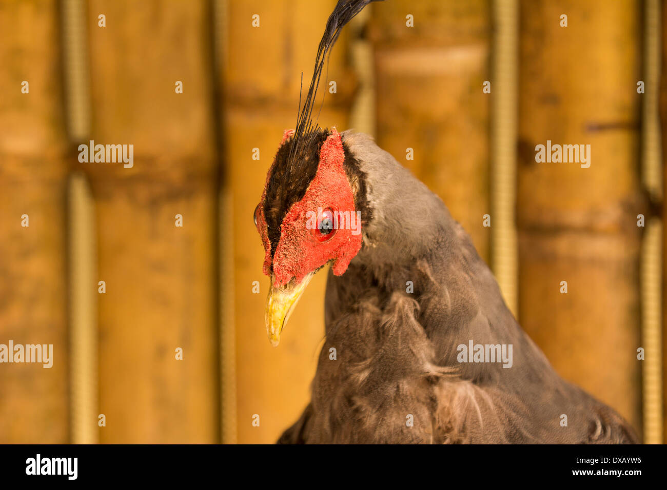 Thailand. Southeast Asia. Natural scenery. Exotic Flora and Fauna Stock ...
