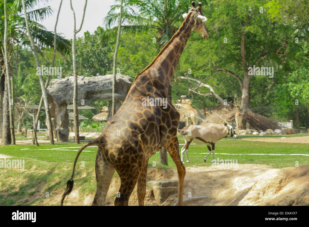 Thailand. Southeast Asia. Natural scenery. Exotic Flora and Fauna Stock ...