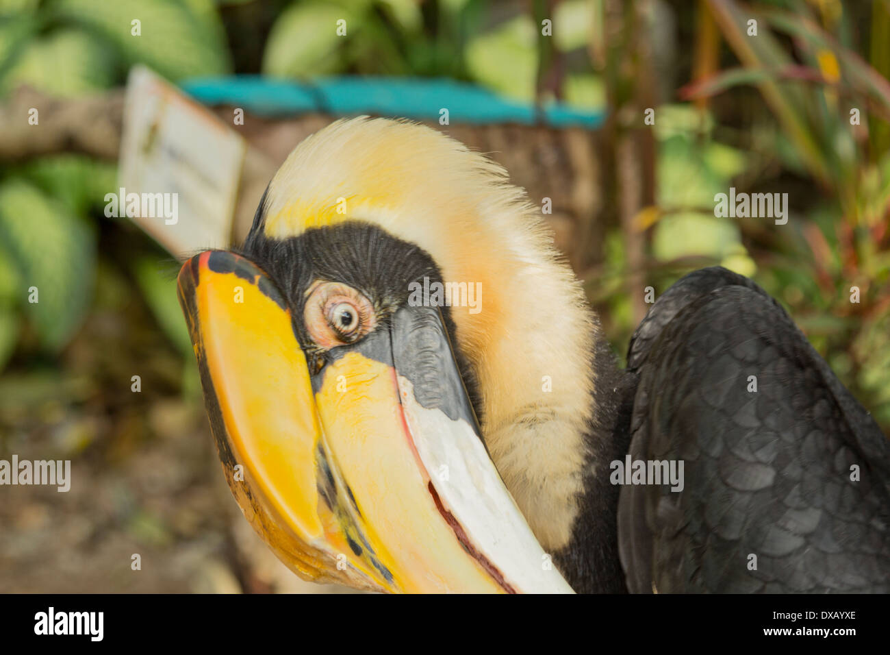 Thailand. Southeast Asia. Natural scenery. Exotic Flora and Fauna Stock ...
