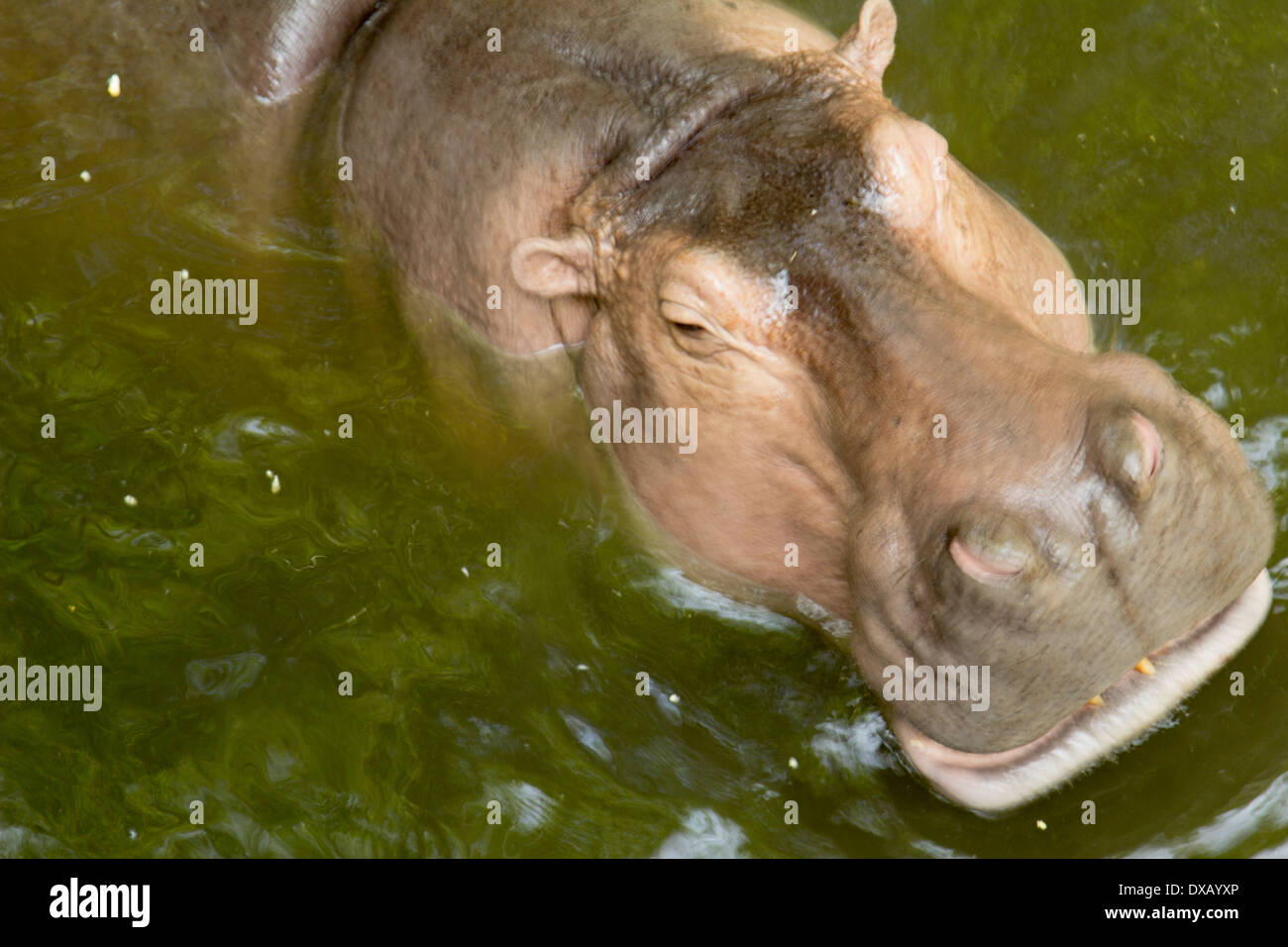 Thailand. Southeast Asia. Natural scenery. Exotic Flora and Fauna Stock ...