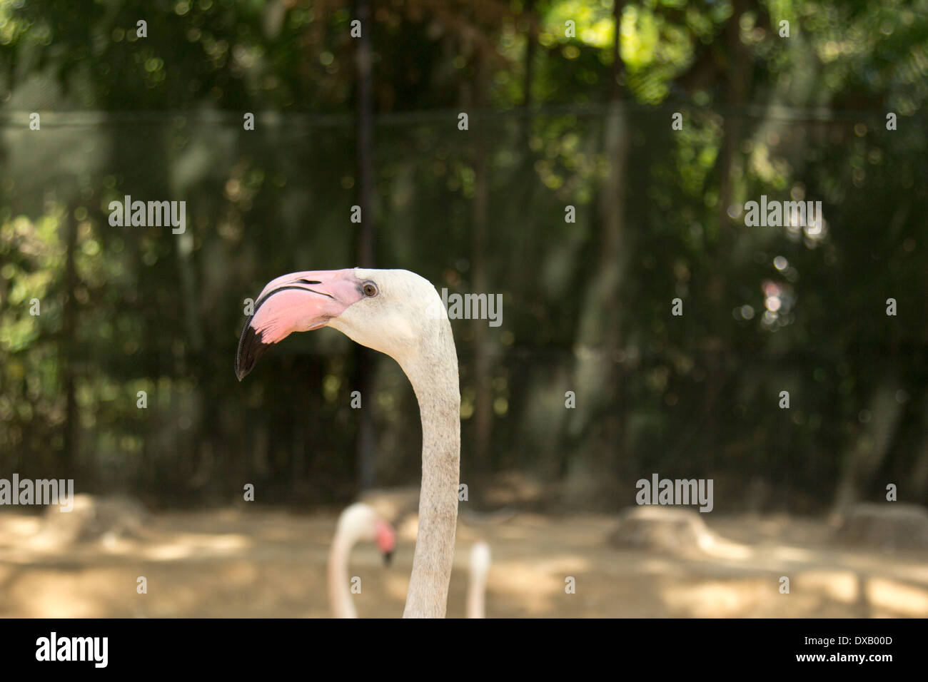 Thailand. Southeast Asia. Natural scenery. Exotic Flora and Fauna Stock ...